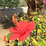 Hibiscus Rosso Feriehus Donnalucata (Sicily)