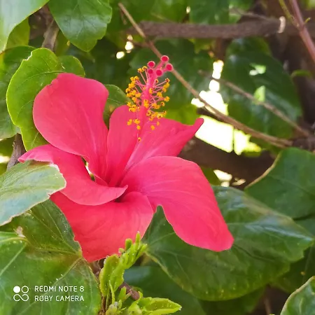 Hibiscus Rosso Hébergement de vacances Donnalucata (Sicily)