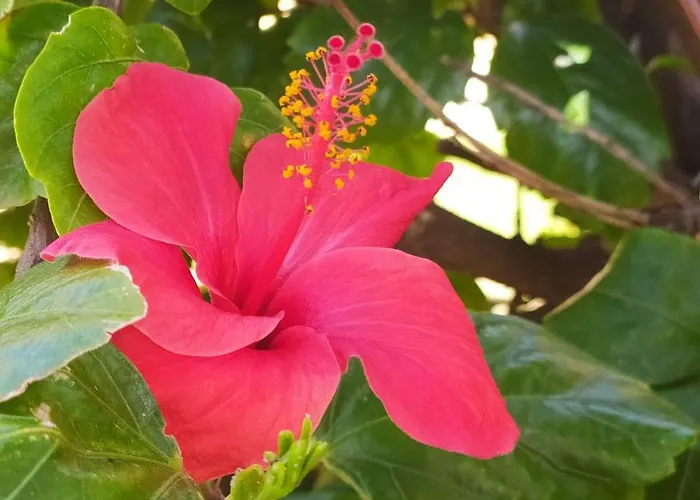 Hibiscus Rosso Hébergement de vacances Donnalucata (Sicily)